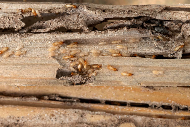 Best Pest Removal Services  in Dallas, GA
