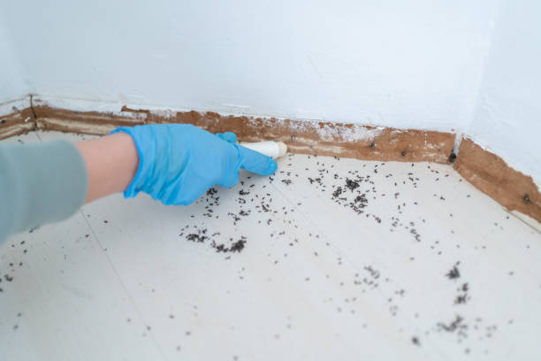 Best Cockroach Control Services  in Dallas, GA